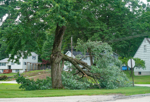 Best Firewood Processing and Delivery  in Pearisburg, VA